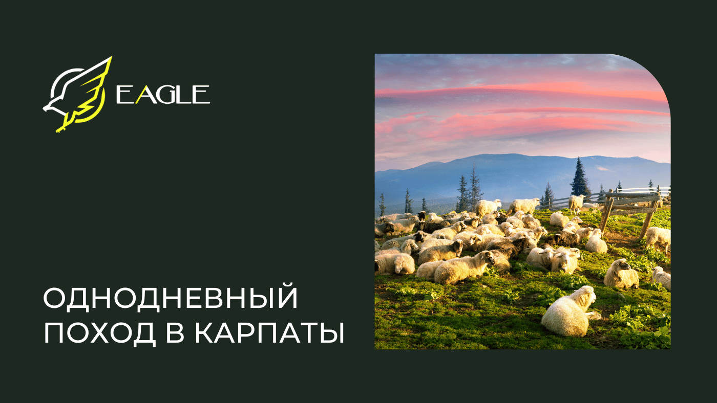 Eagle Blog 6